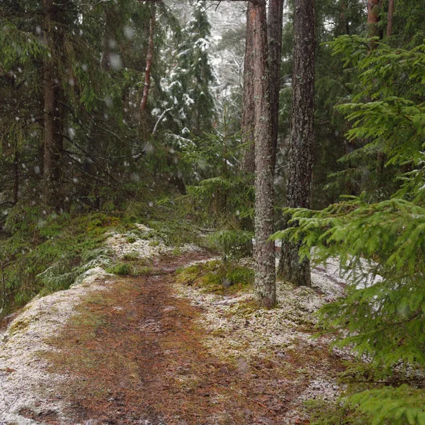 Snow-covered overgrown hills in a majestic evergreen forest, mighty pine and spruce trees, tree logs, moss, plants. Atmospheric winter scene. Nature, ecotourism, hiking. Aerial view