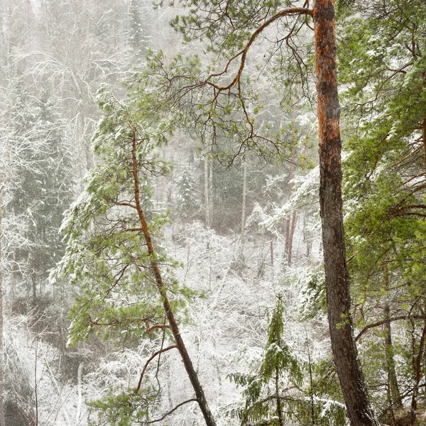 Colinas Cubiertas Nieve Majestuoso Bosque Siempreverde Poderosos Pinos Abetos Troncos — Foto de Stock
