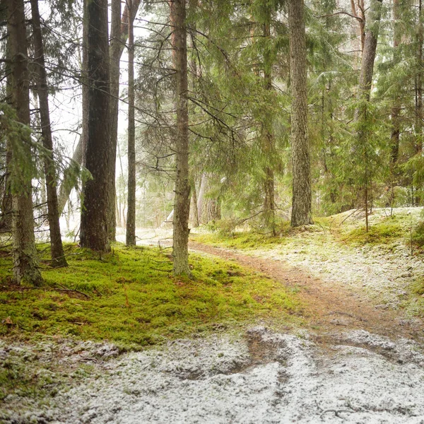 Karla kaplı çam ağacı ormanı. Kar fırtınası. Her daim yeşil olan ağaçlar. Karanlık atmosferik manzara. Idyllic kırsal kesim. Kış Harikalar Diyarı. Panoramik manzara. Saf doğa, eko-turizm.