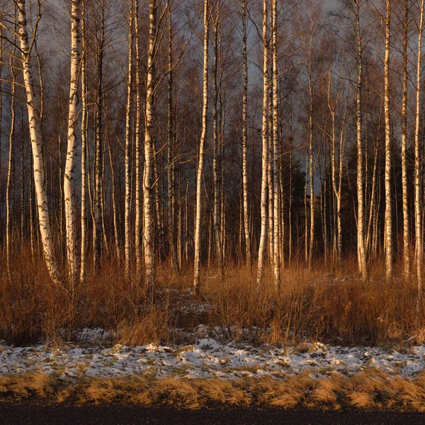 Gün batımında huş ağacı ormanı. Güçlü ağaçlar. İlk kar, kışın başında. Yumuşak güneş ışığı. Doğa, mevsimler, eko-turizm