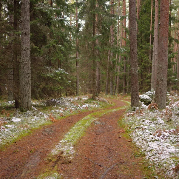 Camino Través Del Majestuoso Bosque Siempreverde Cubierto Nieve Poderosos Pinos —  Fotos de Stock