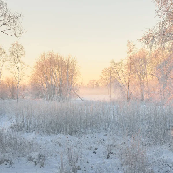 Paisaje Atmosférico Bosque Siempreverde Cubierto Nieve Amanecer Luz Dorada Pura —  Fotos de Stock