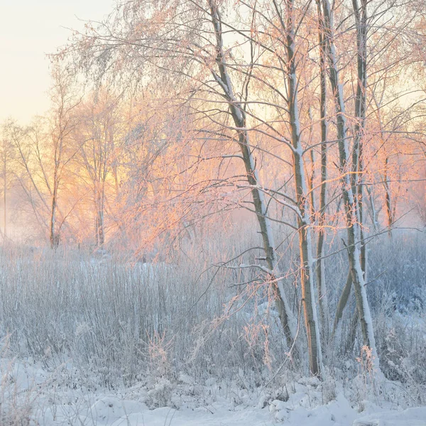 Atmospheric Landscape Snow Covered Evergreen Forest Sunrise Pure Golden Sunlight — Fotografia de Stock