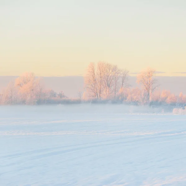 Atmospheric Landscape Snow Covered Field Forest Meadow Sunrise Pure Golden —  Fotos de Stock