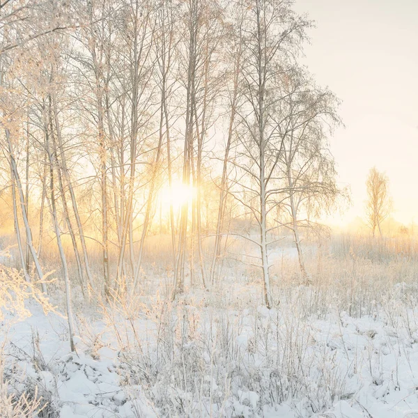 Sfeervol Landschap Van Besneeuwde Groenblijvende Bossen Bij Zonsopgang Puur Gouden — Stockfoto