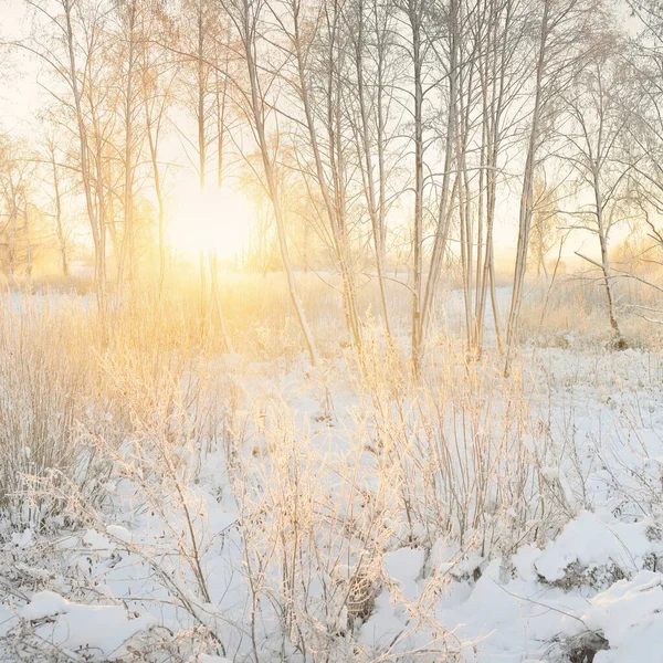 Güneş doğarken, karla kaplı, yemyeşil bir ormanın atmosferik manzarası. Saf altın güneş ışığı. Güçlü ağaçlar, ağaç kütükleri, kar tepeleri. Kış Harikalar Diyarı. Mevsimler, ekoloji, eko-turizm, Noel tatilleri