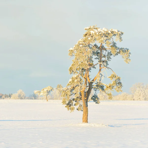 Güçlü çam ağaçları, karla kaplı tarlalar, taze karda insan izleri. Saf güneş ışığı. Kış Harikalar Diyarı. Ekoloji, eko-turizm, çevre koruma, noel tatilleri, kayak