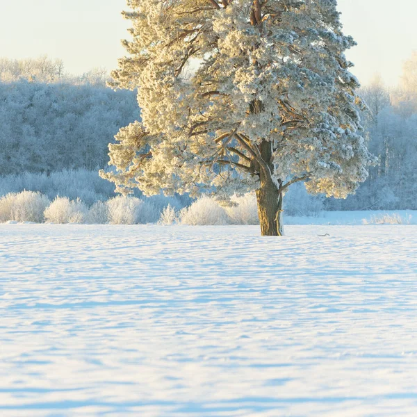 Mighty Pine Tree Snow Covered Field Human Tracks Fresh Snow — Fotografia de Stock