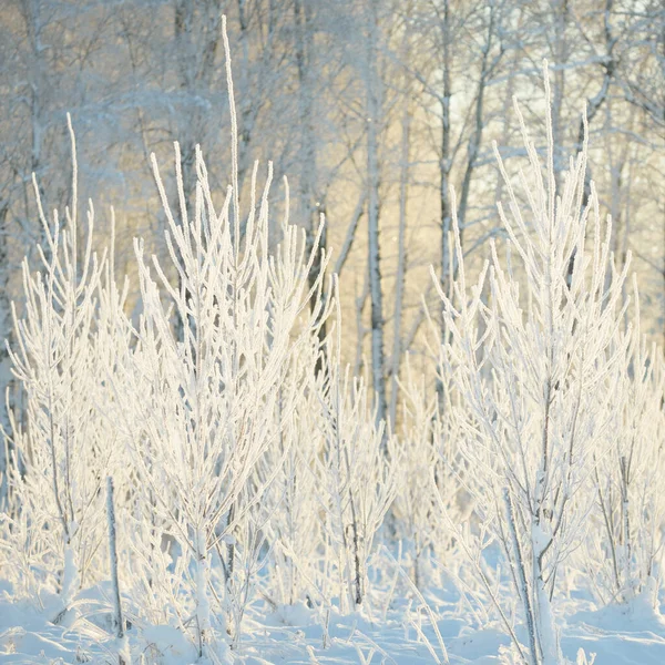 Snødekt Eviggrønn Skog Etter Snøstorm Unge Løvtrær Atmosfærisk Landskap Vintereventyrland – stockfoto