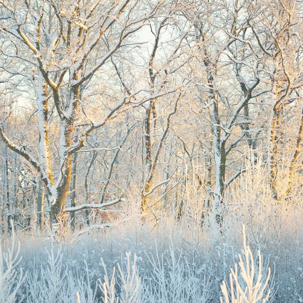 Güneş doğarken, karla kaplı, yemyeşil bir ormanın atmosferik manzarası. Saf altın güneş ışığı. Güçlü ağaçlar, ağaç kütükleri, kar tepeleri. Kış Harikalar Diyarı. Mevsimler, ekoloji, eko-turizm, Noel tatilleri