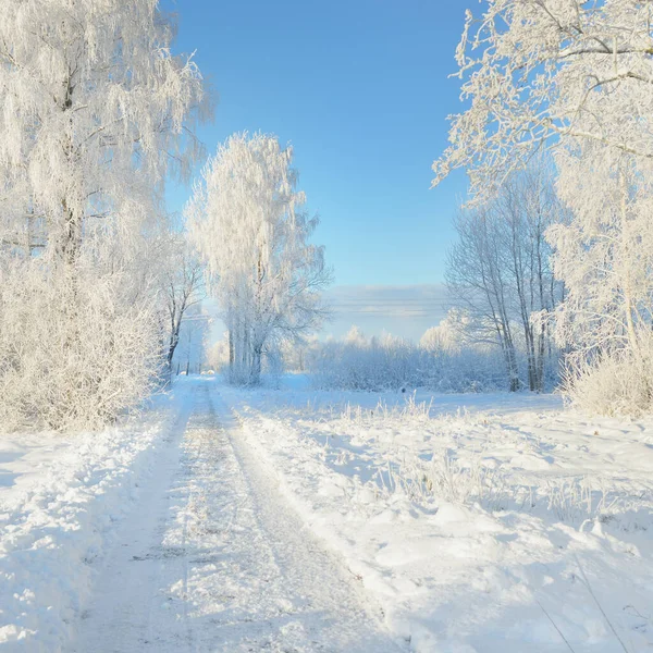 Güneşli bir günde karla kaplı orman parkına giden yol. Güçlü ağaçlar, don, yumuşak güneş ışığı. Kış Harikalar Diyarı. Idyllic manzara. Noel tatilleri, eko turizm, yürüyüş, kayak temaları