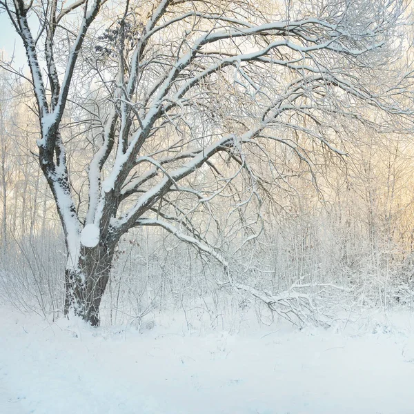 Arbres Enneigés Givre Une Prairie Forestière Pur Soleil Ciel Bleu — Photo