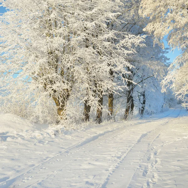 Weg Durch Den Verschneiten Waldpark Einem Sonnigen Tag Mächtige Bäume — Stockfoto