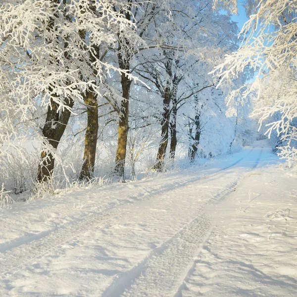 Pathway Snow Covered Forest Park Sunny Day Mighty Trees Frost — Foto Stock