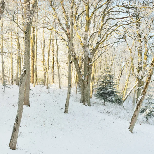 Weg Durch Den Verschneiten Waldpark Einem Sonnigen Tag Mächtige Bäume — Stockfoto