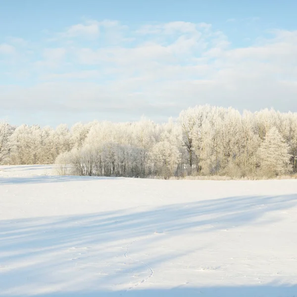 Skogsmark Och Åkermark Rent Solljus Klarblå Himmel Vinterunderlandet Idyllisk Landsbygd — Stockfoto
