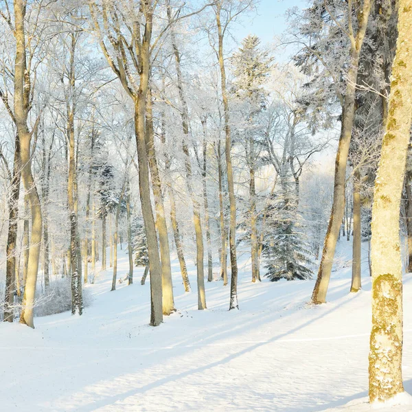 Pathway Snow Covered Forest Park Sunny Day Mighty Trees Frost — Foto de Stock