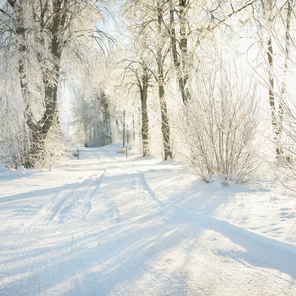 Vägen Genom Den Snötäckta Skogsparken Solig Dag Mäktiga Träd Frost — Stockfoto