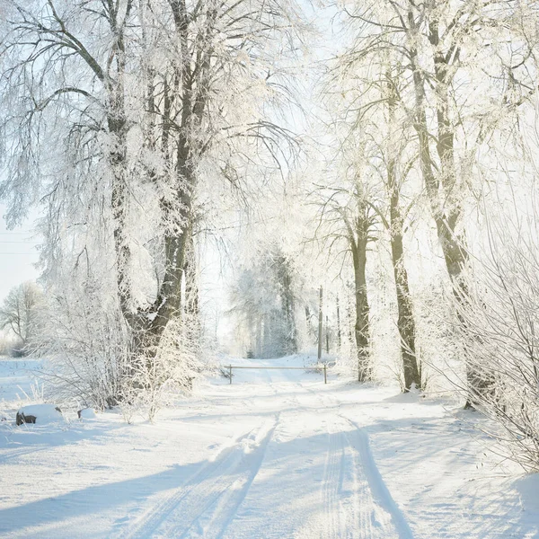 Caminho Pelo Parque Florestal Coberto Neve Dia Ensolarado Árvores Poderosas — Fotografia de Stock