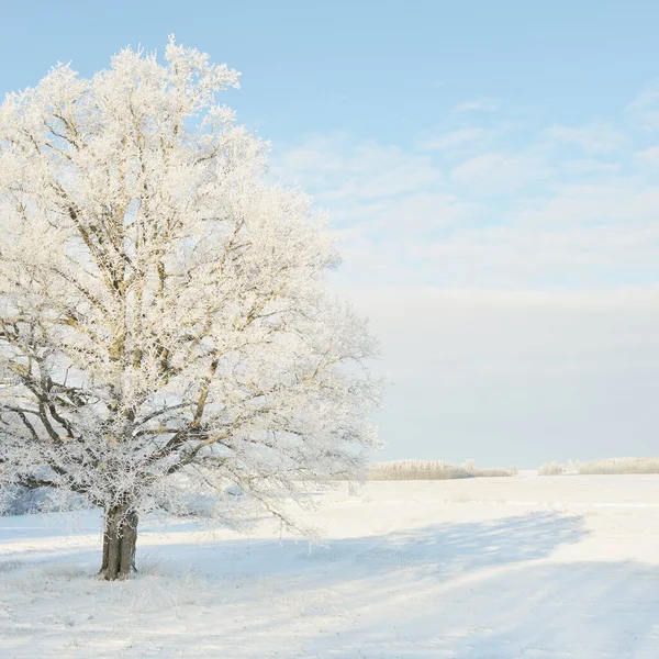 Kudretli meşe ağacı, karla kaplı tarla, taze karda insan izleri. Orman çayırı. Saf güneş ışığı. Kış Harikalar Diyarı. Ekoloji, eko turizm, çevre koruma, noel tatilleri, kayak