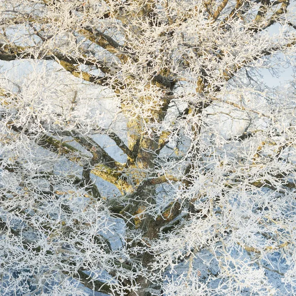 떡갈나무 겨울의 크리스마스 — 스톡 사진