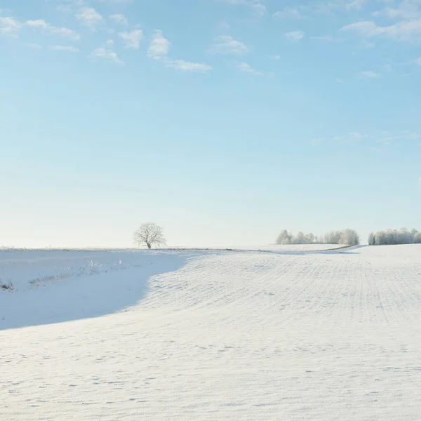 Forest Meadow Country Field Pure Sunlight Clear Blue Sky Winter — Stock fotografie