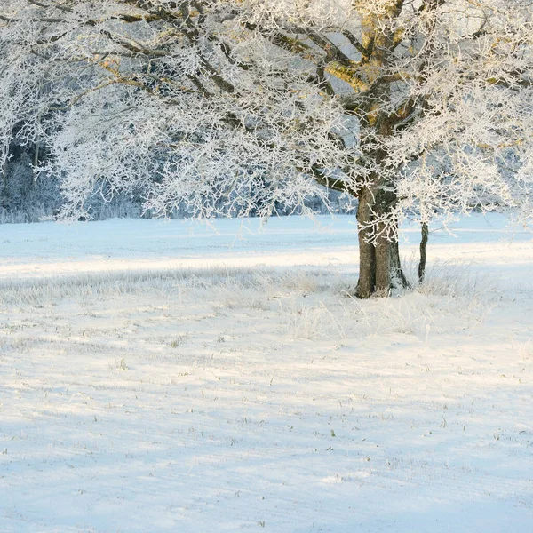 高大的橡树 覆盖着积雪的田野 人迹罕至的雪地 森林草地 纯净的阳光冬天的仙境生态 生态旅游 环境保护 圣诞节假期 — 图库照片