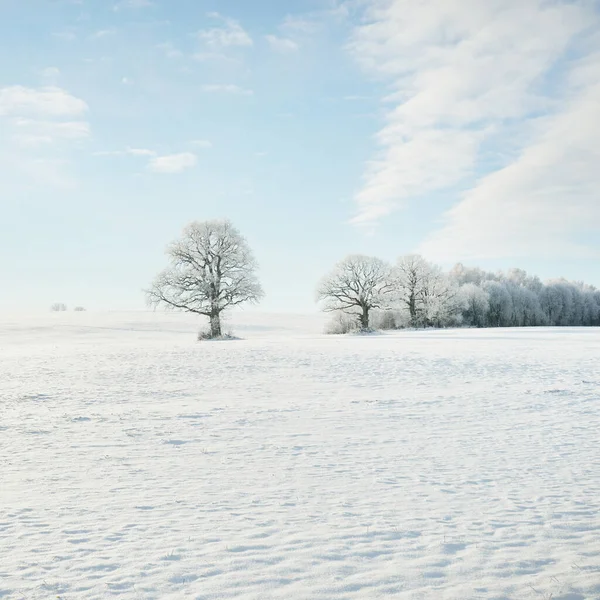 Machtige Eik Besneeuwd Veld Menselijke Sporen Verse Sneeuw Bosweide Puur — Stockfoto