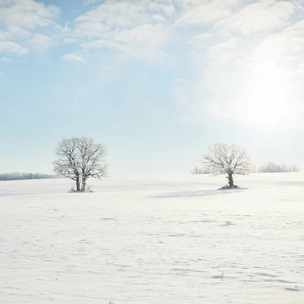 Kudretli meşe ağacı, karla kaplı tarla, taze karda insan izleri. Orman çayırı. Saf güneş ışığı. Kış Harikalar Diyarı. Ekoloji, eko turizm, çevre koruma, noel tatilleri, kayak