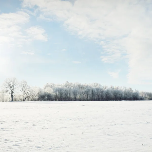 Forest Meadow Country Field Pure Sunlight Clear Blue Sky Winter — Foto Stock