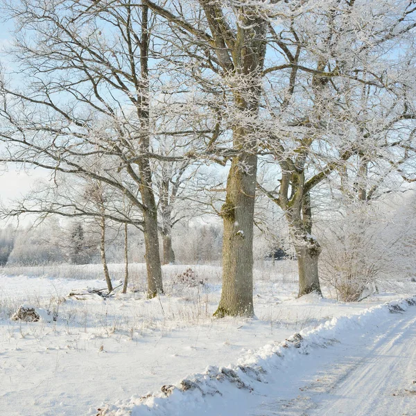 Landstraße Durch Die Schneebedeckten Felder Ländliche Gegend Blick Aus Dem — Stockfoto