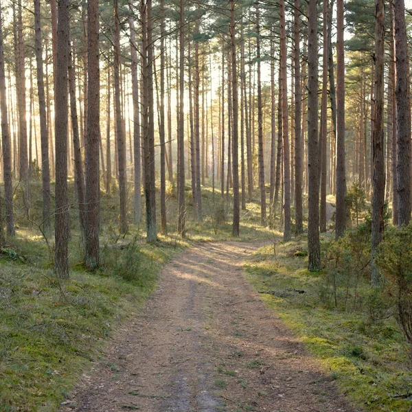 Vägen Genom Majestätisk Vintergrön Skog Mäktiga Tallar Och Granar Mjukt — Stockfoto