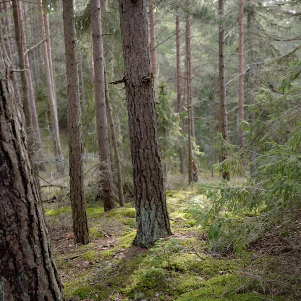 Majestic Evergreen Forest Mighty Pine Spruce Trees Moss Fern Plants — стоковое фото