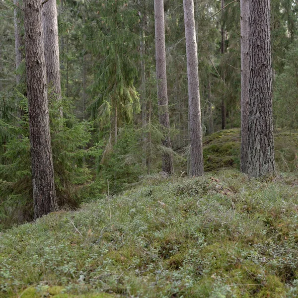 Majestic Evergreen Forest Mighty Pine Spruce Trees Moss Fern Plants — стоковое фото
