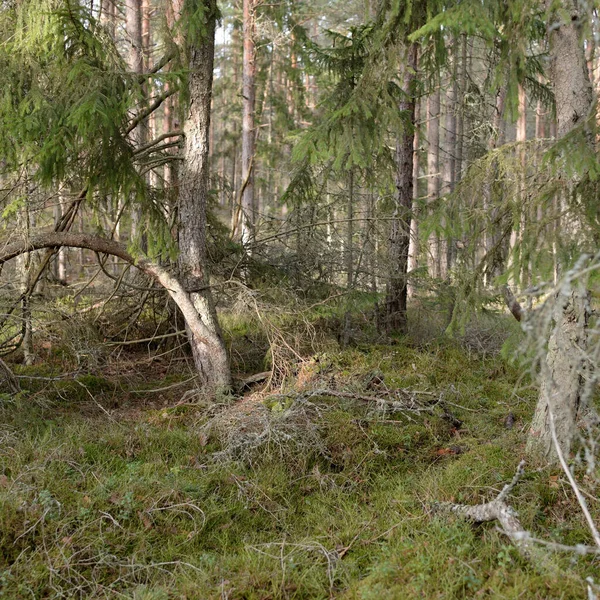 Majestueus Altijd Groen Bos Machtige Dennen Sparren Bomen Mos Varens — Stockfoto