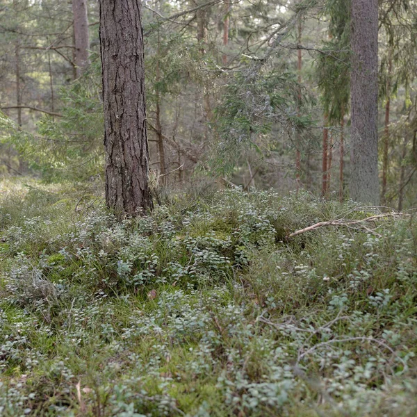 Görkemli Evergreen Ormanı Güçlü Çam Çam Ağaçları Yosun Eğrelti Otu — Stok fotoğraf