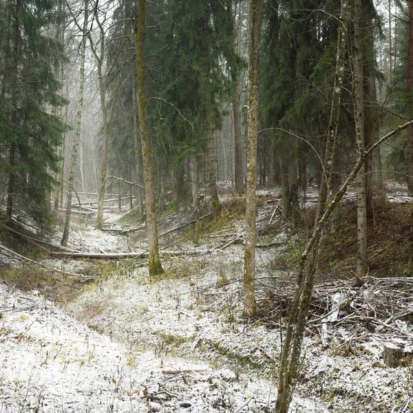 Pathway Snow Covered Overgrown Hill Majestic Evergreen Forest Mighty Pine — Foto Stock