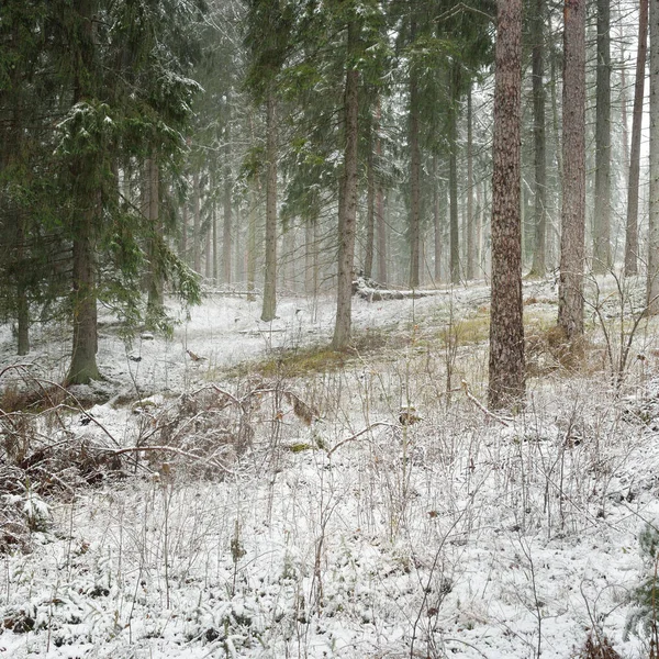 Weg Durch Den Schneebedeckten Hügel Einem Majestätischen Immergrünen Wald Mächtige — Stockfoto