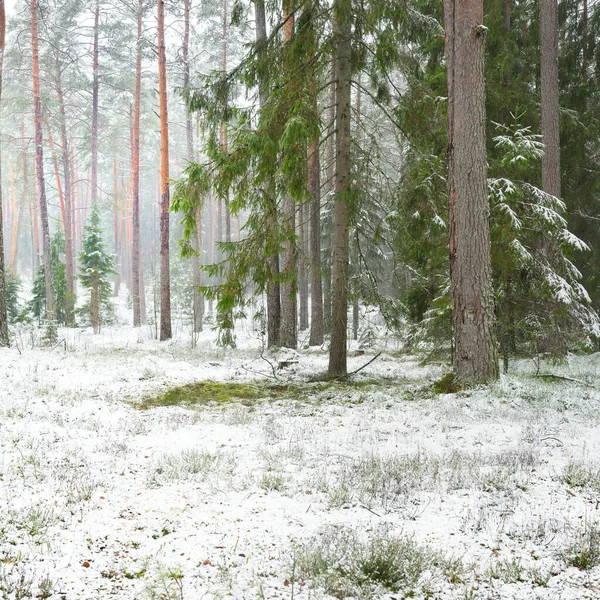 Karla kaplı çam ağacı ormanı. Kar fırtınası. Her daim yeşil olan ağaçlar. Karanlık atmosferik manzara. Idyllic kırsal kesim. Kış Harikalar Diyarı. Panoramik manzara. Saf doğa, eko-turizm.