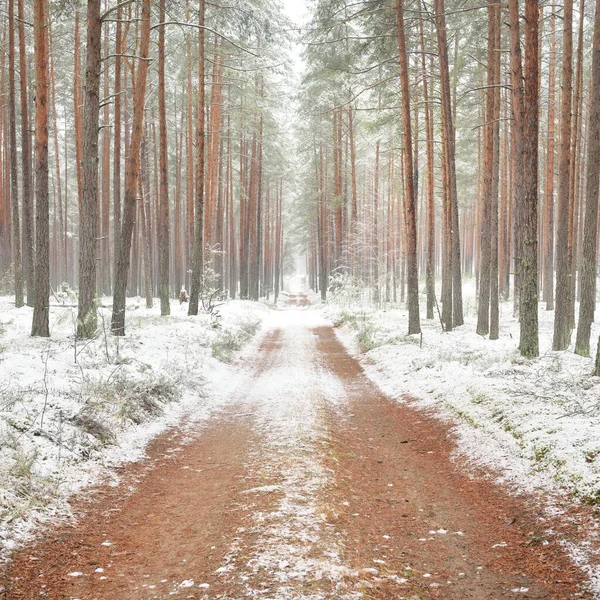 Bulutlu bir kış gününde görkemli karla kaplı Evergreen ormanında (kırsal yol, doğal tünel) yol. Güçlü çam ve çam ağaçları. Kar tepeleri, kar fırtınası. Noel tatilleri, eko-turizm