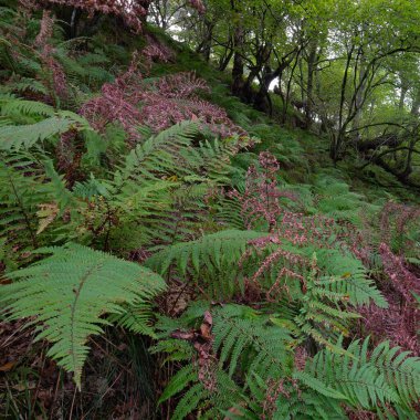 İskoç yağmur ormanlarının nefes kesici manzarası. Güçlü ağaçlar, yosunlar, bitkiler, eğrelti otları. Crinan Kanalı, İskoçya, İngiltere. Karanlık atmosferik manzara. Saf doğa, seyahat yerleri, yürüyüş, eko-turizm.