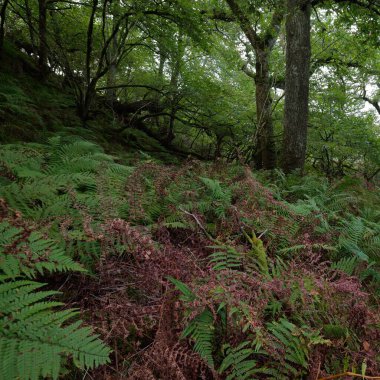 İskoç yağmur ormanlarının nefes kesici manzarası. Güçlü ağaçlar, yosunlar, bitkiler, eğrelti otları. Crinan Kanalı, İskoçya, İngiltere. Karanlık atmosferik manzara. Saf doğa, seyahat yerleri, yürüyüş, eko-turizm.