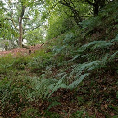 İskoç yağmur ormanlarının nefes kesici manzarası. Güçlü ağaçlar, yosunlar, bitkiler, eğrelti otları. Crinan Kanalı, İskoçya, İngiltere. Karanlık atmosferik manzara. Saf doğa, seyahat yerleri, yürüyüş, eko-turizm.