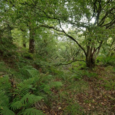 İskoç yağmur ormanlarının nefes kesici manzarası. Güçlü ağaçlar, yosunlar, bitkiler, eğrelti otları. Crinan Kanalı, İskoçya, İngiltere. Karanlık atmosferik manzara. Saf doğa, seyahat yerleri, yürüyüş, eko-turizm.