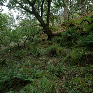 İskoç yağmur ormanlarının nefes kesici manzarası. Güçlü ağaçlar, yosunlar, bitkiler, eğrelti otları. Crinan Kanalı, İskoçya, İngiltere. Karanlık atmosferik manzara. Saf doğa, seyahat yerleri, yürüyüş, eko-turizm.