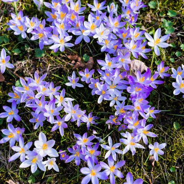 Çiçeklerin açtığı yere yakın plan. Park et. Baharın başında. Barışın sembolü, neşe. Bahçecilik, çimlerde vatandaşlık alma, çevre koruma. Pembe, mor, yeşil renkler. Çiçek deseni. Panoramik görünüm