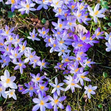 Çiçeklerin açtığı yere yakın plan. Park et. Baharın başında. Barışın sembolü, neşe. Bahçecilik, çimlerde vatandaşlık alma, çevre koruma. Pembe, mor, yeşil renkler. Çiçek deseni. Panoramik görünüm