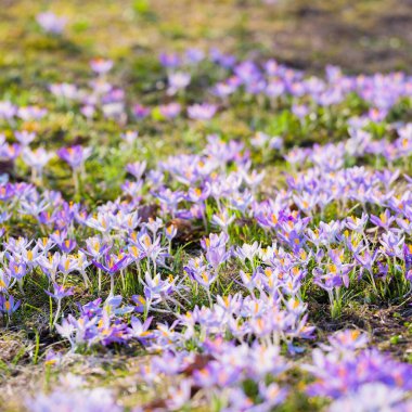 Close-up of blooming purple crocus flowers. Park. Europe. Early spring. Symbol of peace, joy, purity, Easter. Landscaping, gardening, ecotourism, environment. Art, macrophotography, bokeh, background clipart