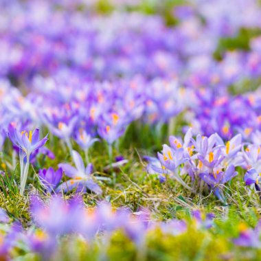 Mor çiçek açan çiçeklere yakın çekim. Park et. Avrupa. Baharın başında. Barışın sembolü, neşe, saflık, Paskalya. Peyzaj, bahçıvanlık, eko-turizm, çevre. Sanat, makrofotoğrafçılık, bokeh, arkaplan