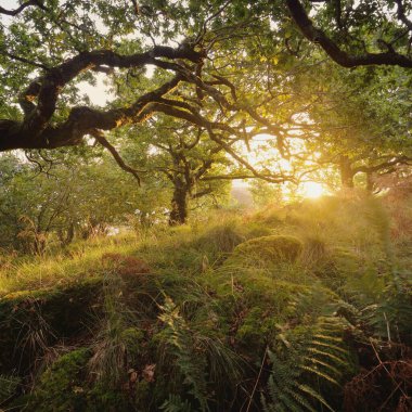 Gün doğumunda İskoç yağmur ormanları. Güçlü ağaçlar, yosunlar, bitkiler, eğrelti otları. Güneş ışınları, altın saat. Crinan Kanalı, İskoçya, İngiltere. Atmosferik manzara. Saf doğa, seyahat yerleri, yürüyüş, eko-turizm.